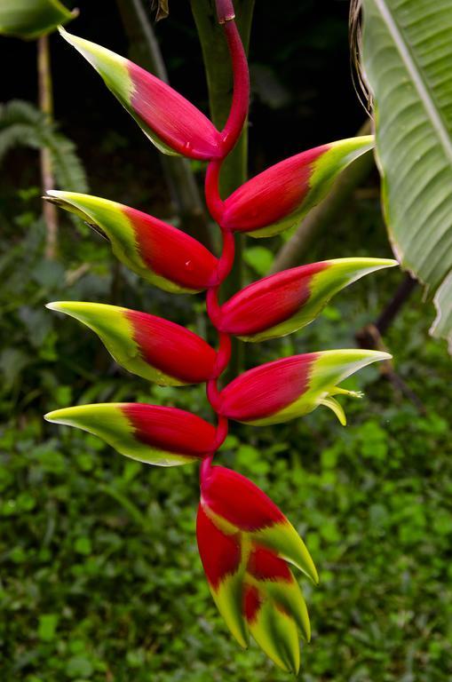 Pousada Das Araucarias فيسكوندي دي ماوا المظهر الخارجي الصورة